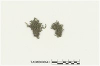 藏品(異變多摺蘚)的圖片